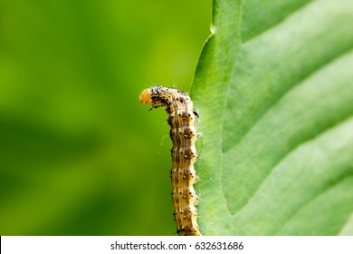 american bollworm