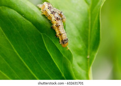 american bollworm