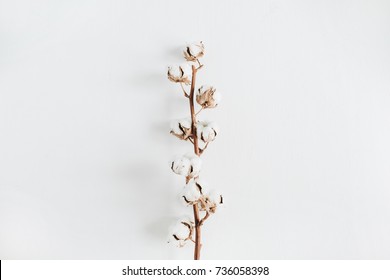 Cotton branch isolated on white background. Flat lay, top view.