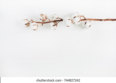 Cotton branch isolated on white background. Flat lay, top view.