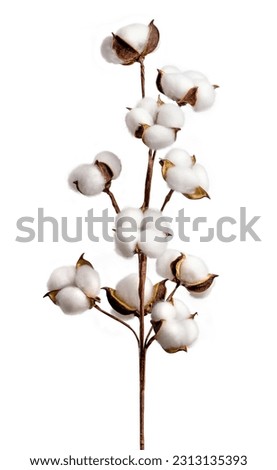 Cotton branch isolated on white background.  White cotton flowers.