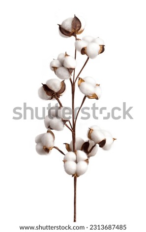 Cotton branch isolated on white background.  White cotton flowers.