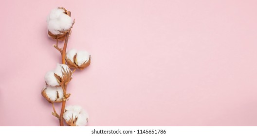 
Cotton branch on pink background Flat lay Top view with space for text. Delicate white cotton flowers. Light color cotton background. 