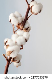 Cotton Branch On A White Background. Delicate White Cotton Flowers. Natural Organic Fiber, Agriculture, Cotton Seed, Fabric Raw Material