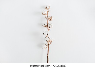 Cotton branch on white background. Flat lay, top view.