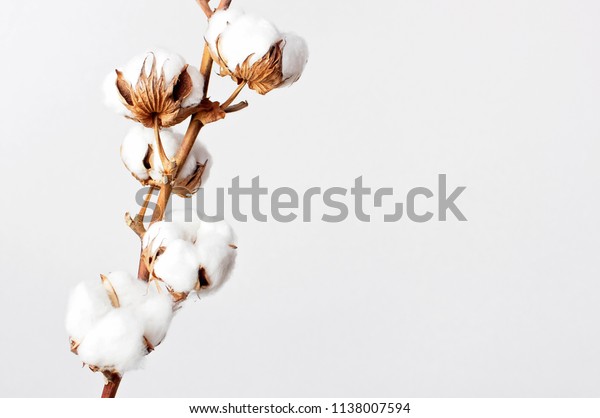 Cotton branch on white\
background. Delicate white cotton flowers. Light cotton background,\
flat lay.