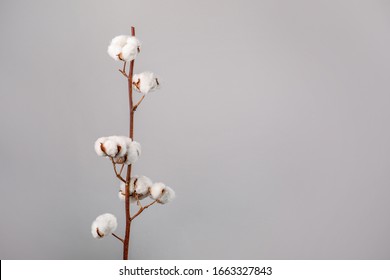 Cotton Brunch On Gray Background