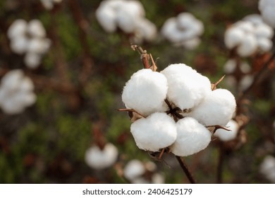 Cotton bud in a cotton field 