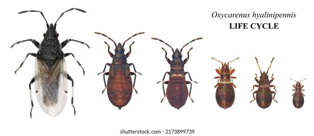 1,671 Beetle life cycle Images, Stock Photos & Vectors | Shutterstock