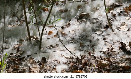 Cotton from a cottonwood tree lines the forest floor creating a soft bedding for the wildlife.
