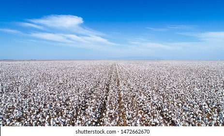 Cotton crop with blue sky and beautiful horizon