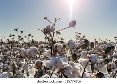 Cotton Crop In Full Bloom