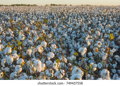 Cotton Crop Industry Field Macro Early Morning Close Up Texture 