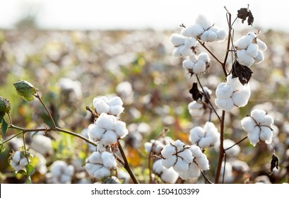 cotton cultivated field agriculture background