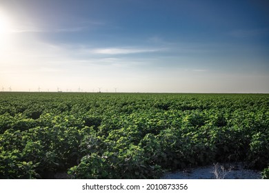 A Cotton Farm Along The Texas Gulf Coast Near Corpus Christi, Texas USA. 