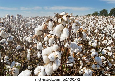 Cotton Farming In West Tenessee