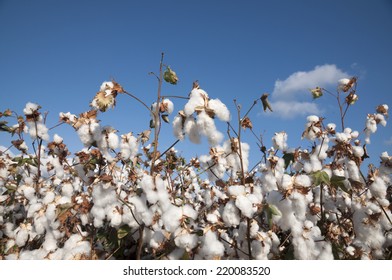 Cotton Field