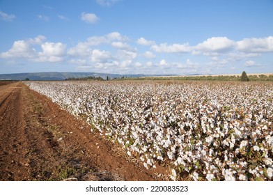 Cotton Field