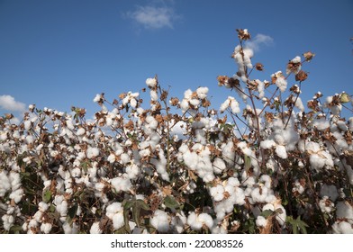 Cotton Field