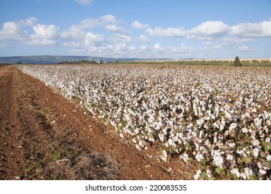 Cotton Field