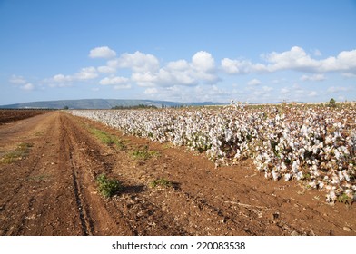 Cotton Field