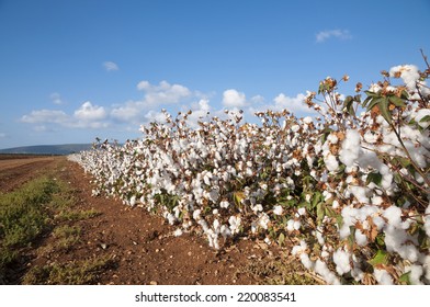 Cotton Field