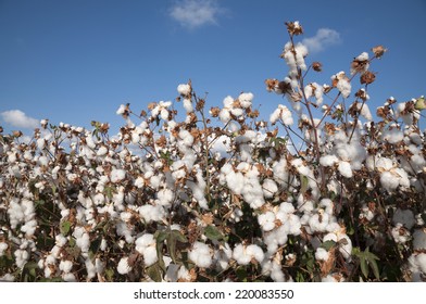 Cotton Field