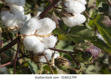 650 Cotton field australia Images, Stock Photos & Vectors | Shutterstock