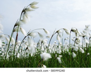 Cotton Field