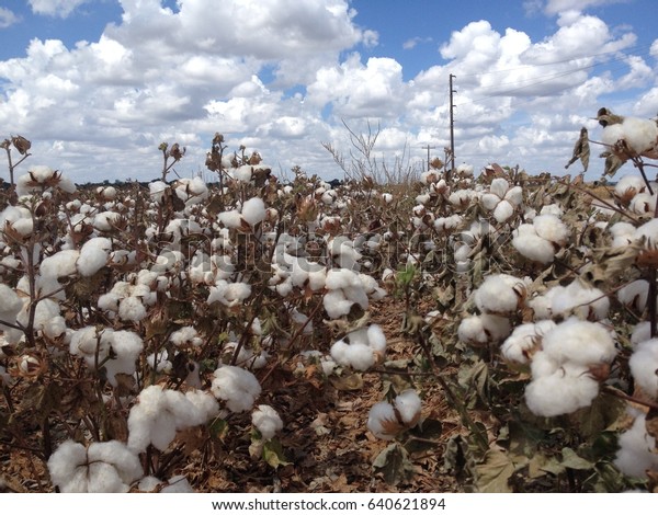 cotton\
field