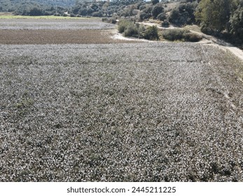 Cotton Field Aerial Photo by Drone