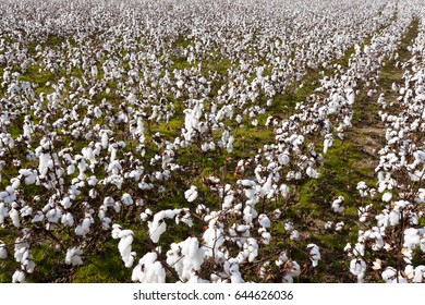 Cotton Field Agriculture Ready To Harvest In North Carolina, NC, USA