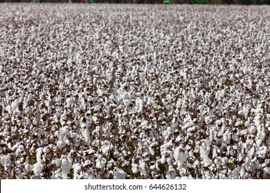 Cotton Field Agriculture Ready To Harvest In North Carolina, NC, USA