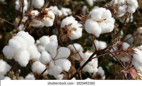 Pamuk Gorsel Stok Fotograf Ve Vektorleri Shutterstock