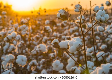 Cotton field background ready for harvest under a golden sunset macro close ups of plants 
