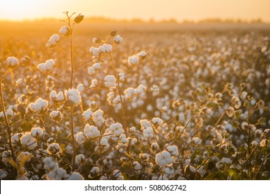Cotton field background ready for harvest under a golden sunset macro close ups of plants 
