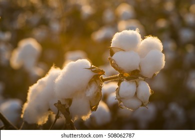 Cotton Field Background Ready For Harvest Under A Golden Sunset Macro Close Ups Of Plants 
