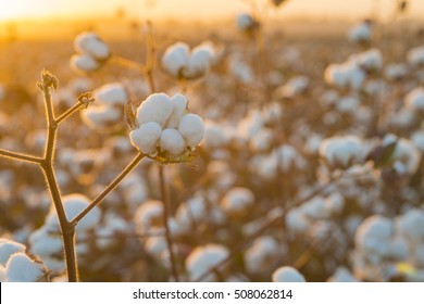 Cotton Field Background Ready For Harvest Under A Golden Sunset Macro Close Ups Of Plants 
