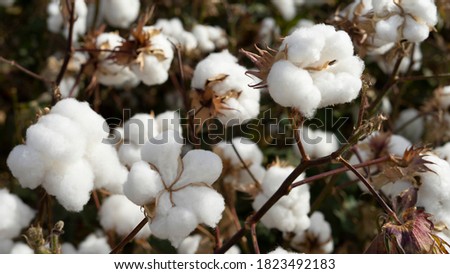 Cotton field background ready for harvest.