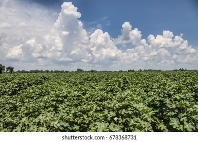 Cotton Field In Caddo Parish Louisiana 