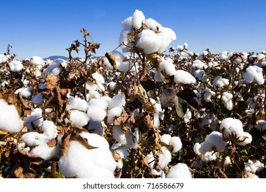 Cotton Field Close Up.