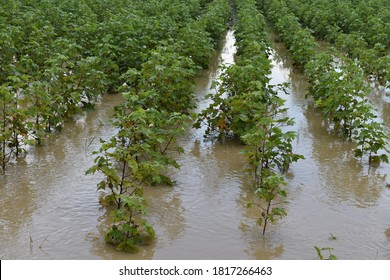 Cotton Field Filled With Water During Rainy Season. Crop Planted At Fields In India.