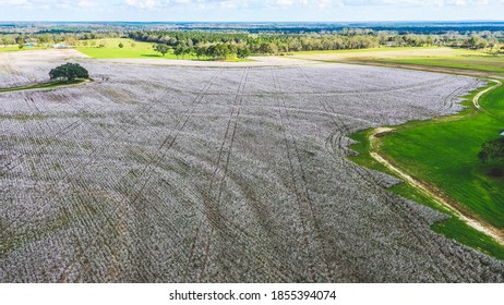 Cotton Field In The Florida Panhandle 