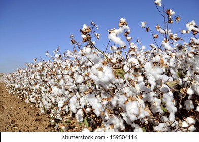 cotton field flower