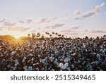 Cotton Field in Golden Hour