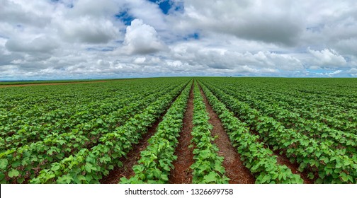 cotton field growing in farm in Brazil.