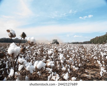 Cotton field harvest autumn day