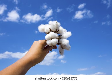 Cotton Field Human Hand
