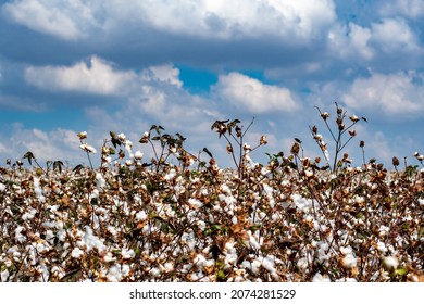 Cotton Field, Industrial Agricultural Field, Ecological Concept, Ecology And Water Consumption By Cotton