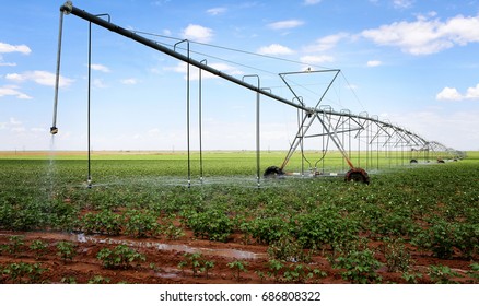 A cotton field irrigated with center pivot automated sprinkler system - Powered by Shutterstock